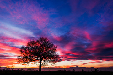 l'albero della bellezza al tramonto, il Monviso sullo sfondo