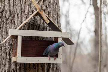 A pigeon in a bird feeder in a park. - Powered by Adobe