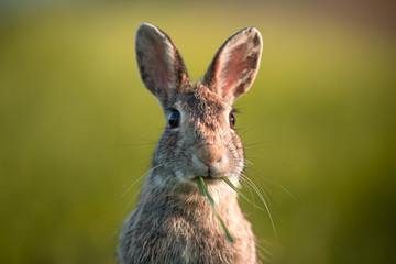 Wild rabbit in the grass, close up with the sunset light.