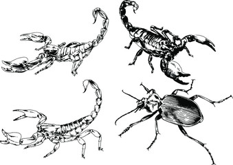 vector drawings sketches different insects bugs Scorpions spiders drawn in ink by hand , objects with no background