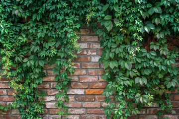 Background of textured old brick wall with climbing plant Virginia creeper grape (Parthenocissus quinquefolia) on it .