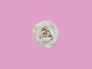 top view of white rose on yelllow background