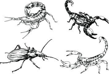 vector drawings sketches different insects bugs Scorpions spiders drawn in ink by hand , objects with no background