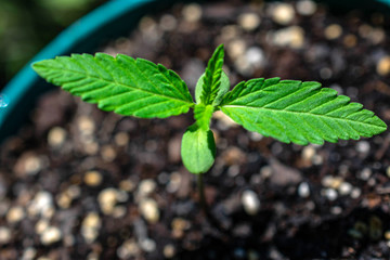 Hemp plant seedling growing macro detail cannabis