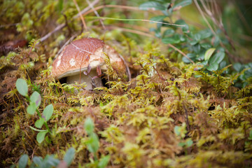 Boletus Edulis grown up inside a forest in Dolomites (Italy)