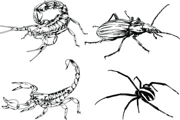 vector drawings sketches different insects bugs Scorpions spiders drawn in ink by hand , objects with no background