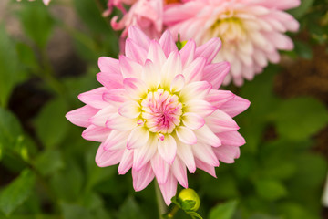 Beautiful Pink Dahlia flower over blurred flower garden background, nature concept, spring and summer season garden
