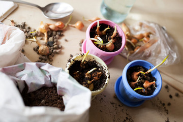  Sprouted bulbs of onions in pots