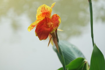 Yellow flower in spring