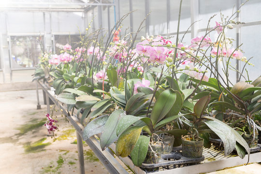 Orchid farming, growing ochid in green house, Asian orchid farming