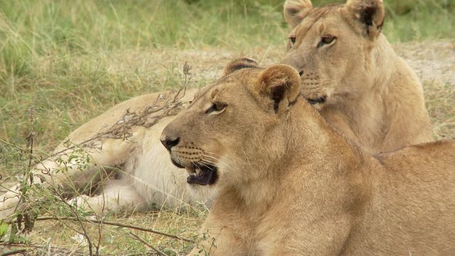Two members of African Lion pride call repeatedly to others nearby