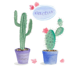 Cactus in flower pots. Watercolor illustration, home plants greeting cards, hand made postcard.
