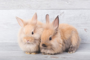 Two cute brown rabbits are lying next to each other, with a gray wooden backdrop.