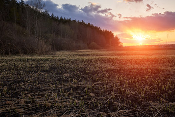 field after fire and forest in sunset time