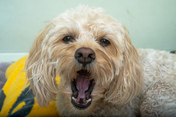 犬の行動　アクビ