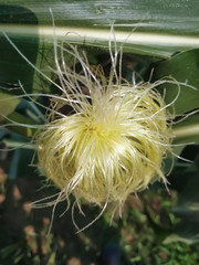  Close up of dandelion green and natural and Corn red and yellow flower beautiful