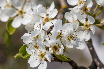 bee on a flowering pear