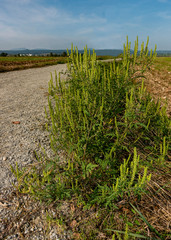 Eine große Ragweedpflanze am Wegrand neben dem Feld.