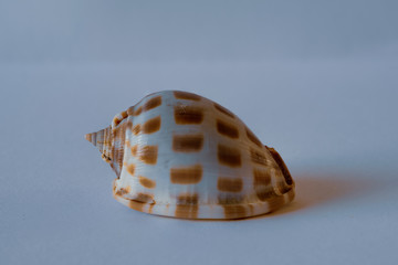 Bonnet Shell. Areola Bonnet.