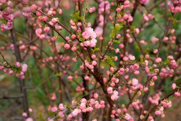 Blossoming pink flowers of almond three-blade. Almonds or three-lobed Louisiana (Sakura) blossoms in spring garden
