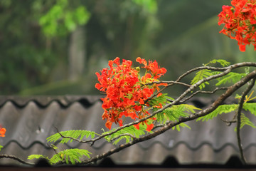 red and yellow flowers