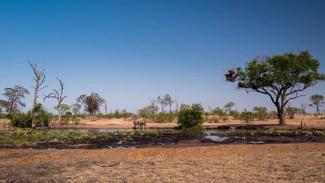 Full day timelapse on sunny day in Africa of wild animals, zebra, impala and other antelopes drinking water at natural waterhole in bushveld, spring season, heat of the day.