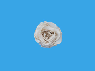top view of white rose on blue background