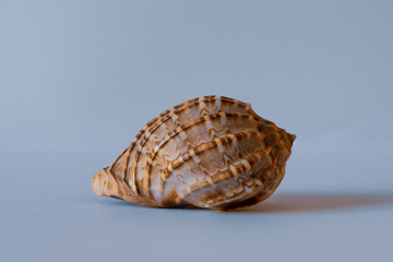 Harpa Davidus. David Harp Shell