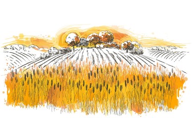 Vector rural summer landscape a field of ripe wheat on hills