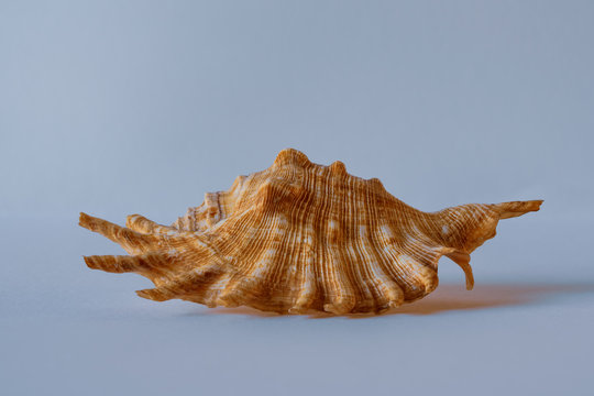 Milleped Spider Conch. Spider Conch. Lambis Millepeda L.