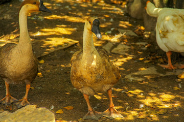 goose on the farm