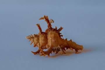 Murex Shell. Murex Snail.