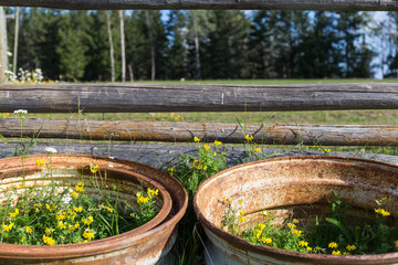plants with small yellow flowers in large ceramic pots