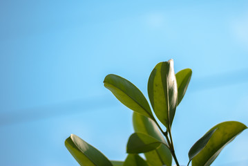 The leaves under the sky