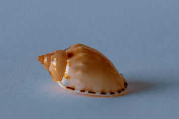 Small Marine Pacific Shell
