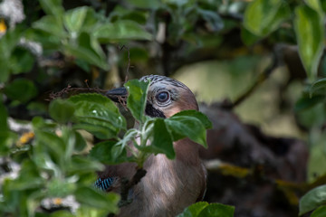 Great jay building home sitting in tree just one eye
