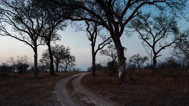 Dawn/Early morning sunrise timelapse, static, of a winding dirt/gravel road through the wilderness bushveld, landscape with trees in South Africa, game reserve/national park.