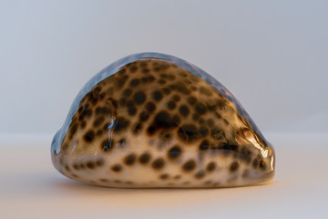 Tiger Cowrie Shell. Cypraea Tigris Linne.
