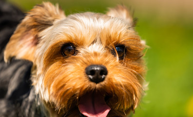 Cute Yorkshire Terrier dog portrait in the grass on sunny day
