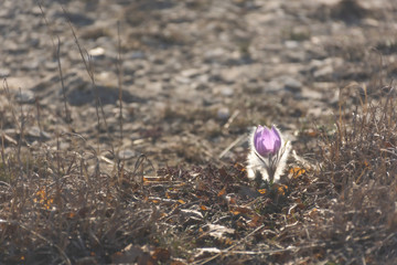 Dream-grass or Pulsatilla patens blooms in the forest in the mountains in spring. Dream-grass close-up, natural spring background. Pulsatilla, in the selective focus.