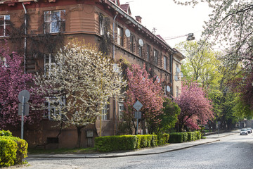 Beautiful pink cherry blossoms