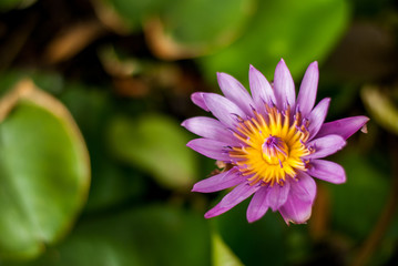 Obraz premium Close up of pink lotus flowers