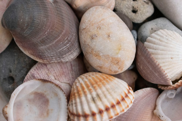 Sea stones and shells big plan background