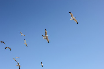 flock of seagulls fly across the blue sky
