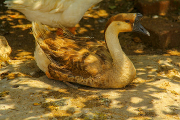 goose in the farm