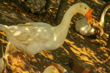 goose in the farm