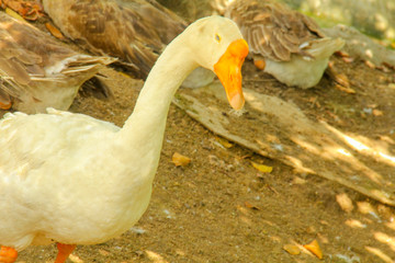 goose in the farm