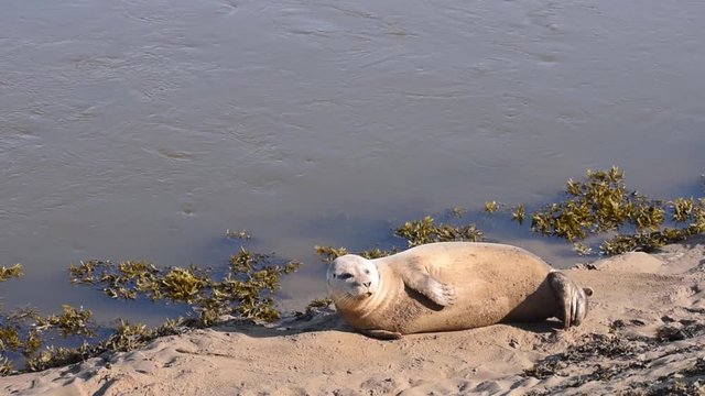 Gavin the Seal sunbathing on the River Arun near Littlehampton, the seal is named after a from the RNLI station.
