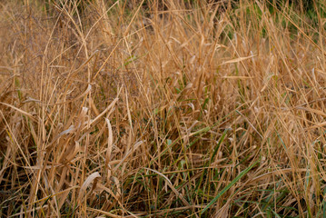 Golden flower garden in the evening in Thailand