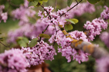 Fleurs de printemps